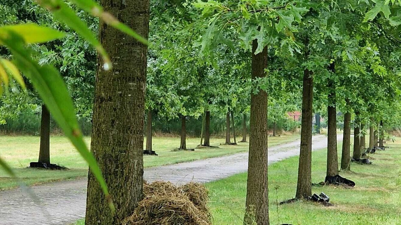 Photo of Others in Balen