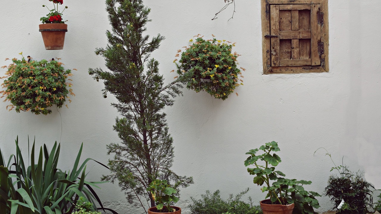 Photo of Outdoor in Consuegra