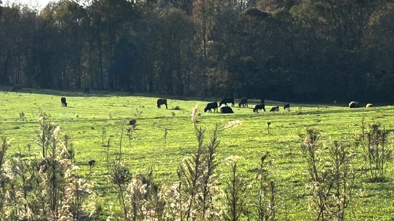 Photo of Others in Travelers Rest