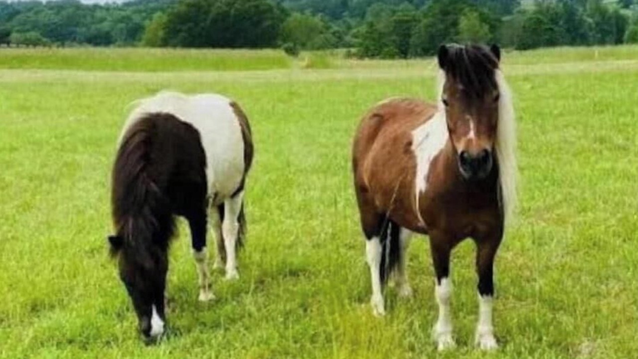 Photo of Others in Murrayville