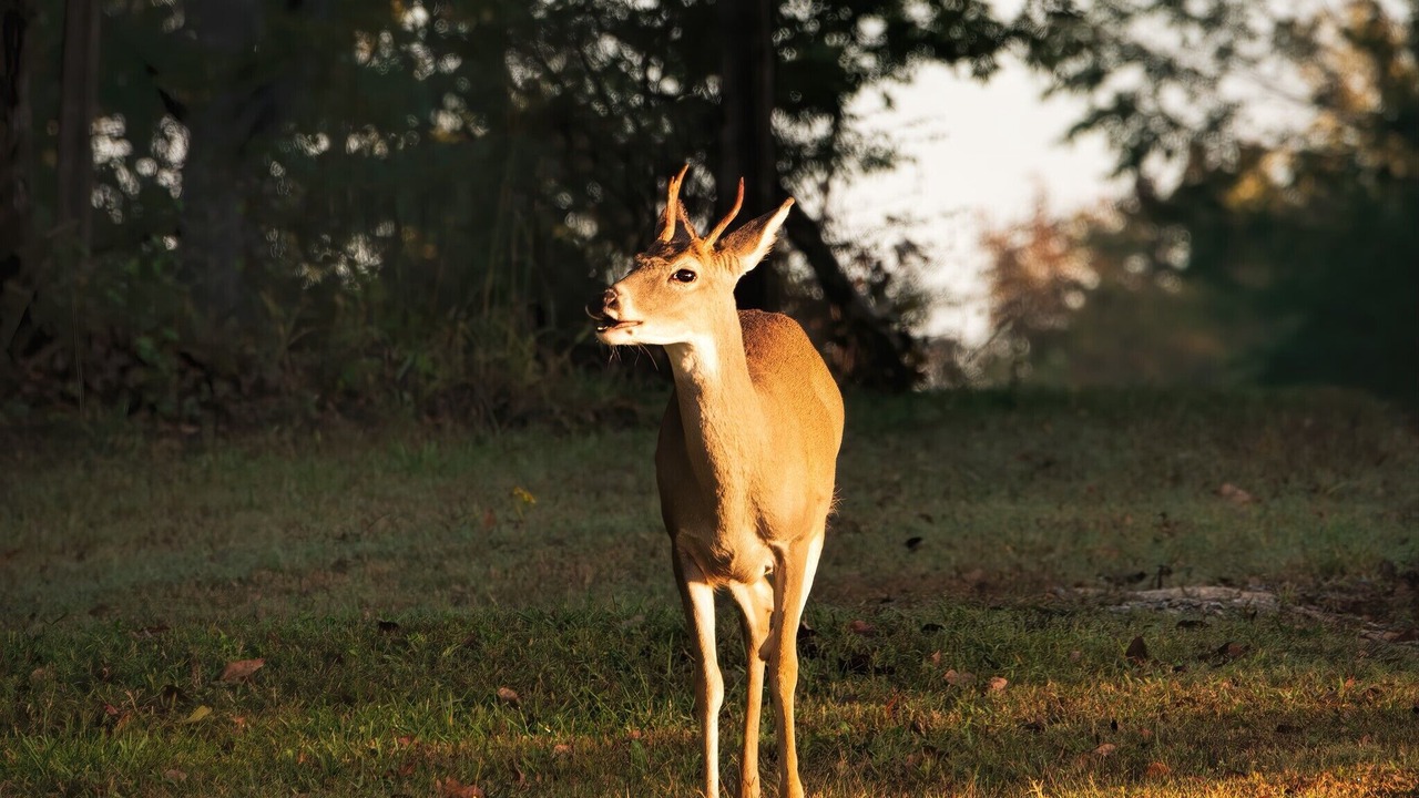Photo of Others in Tulsa