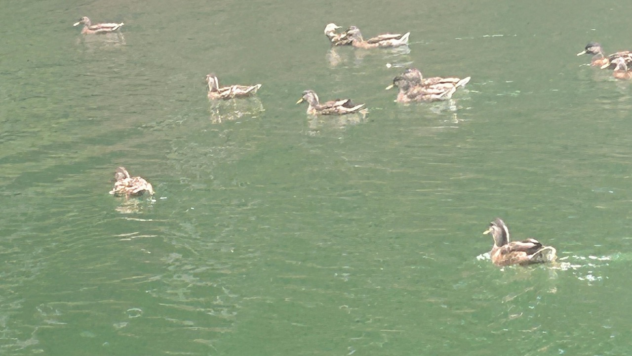 Photo of Others in Big Canoe