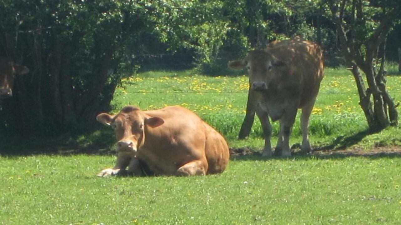 Photo of Others in Bournoufay