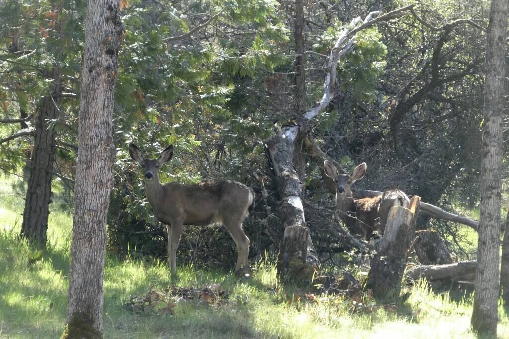Photo of Others in Midpines