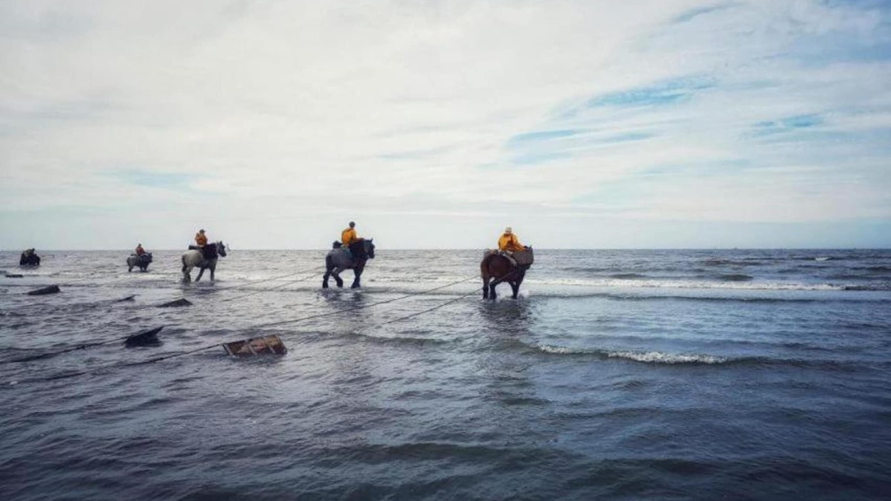 Photo of Others in Oostduinkerke-Bad