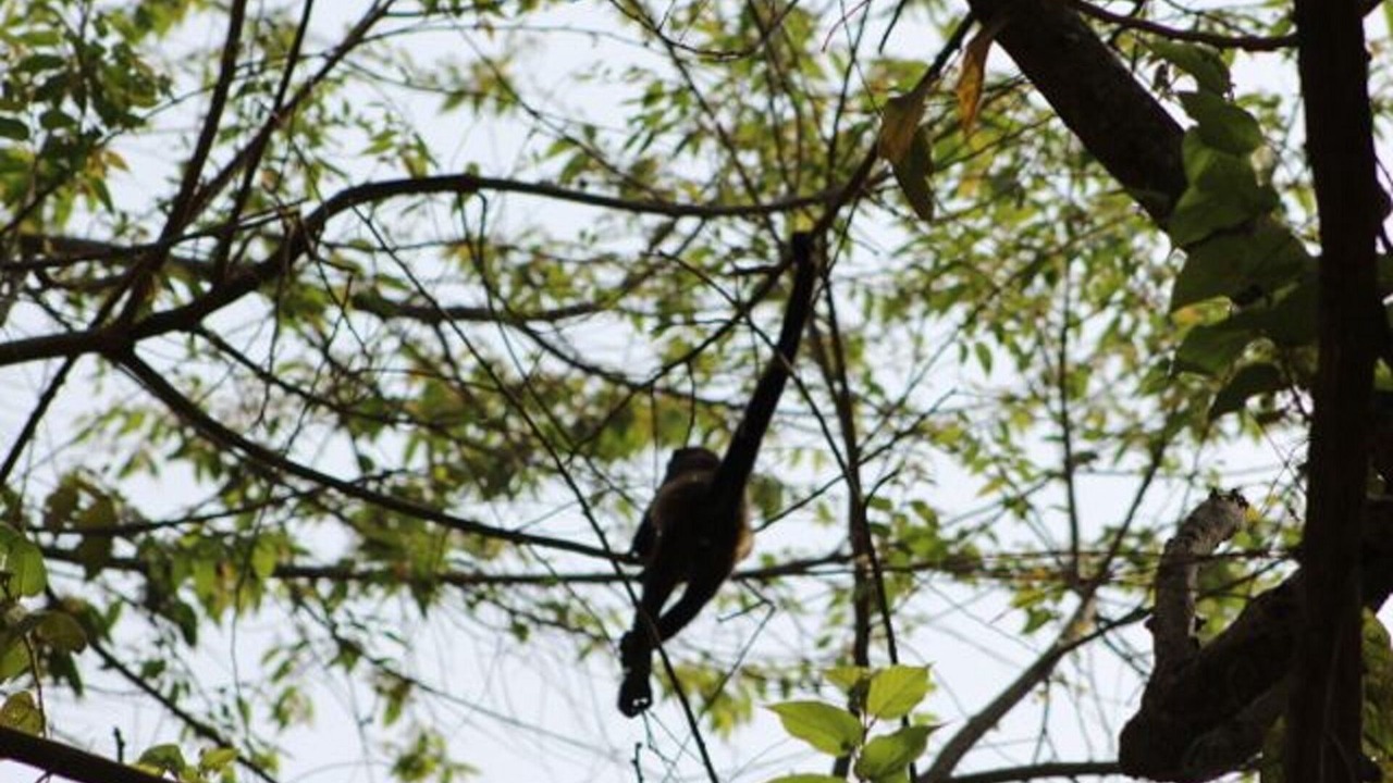 Photo of Outdoor in Playa Hermosa Cobano
