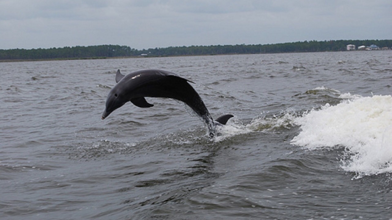 Photo of Others in Orange Beach East