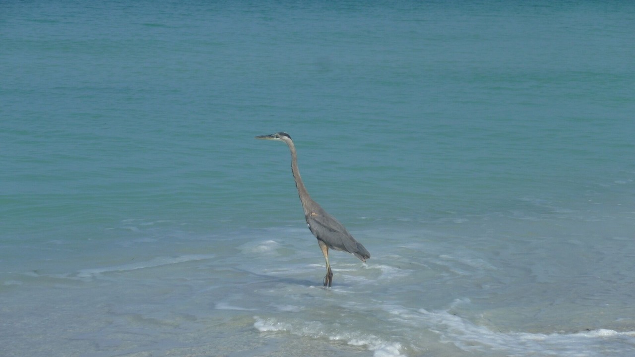 Photo of Others in Holmes Beach