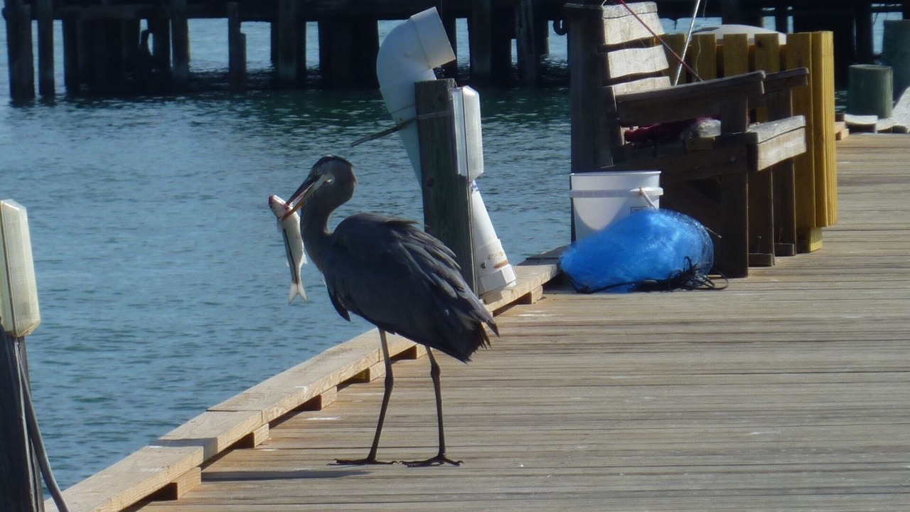 Photo of Others in Holmes Beach