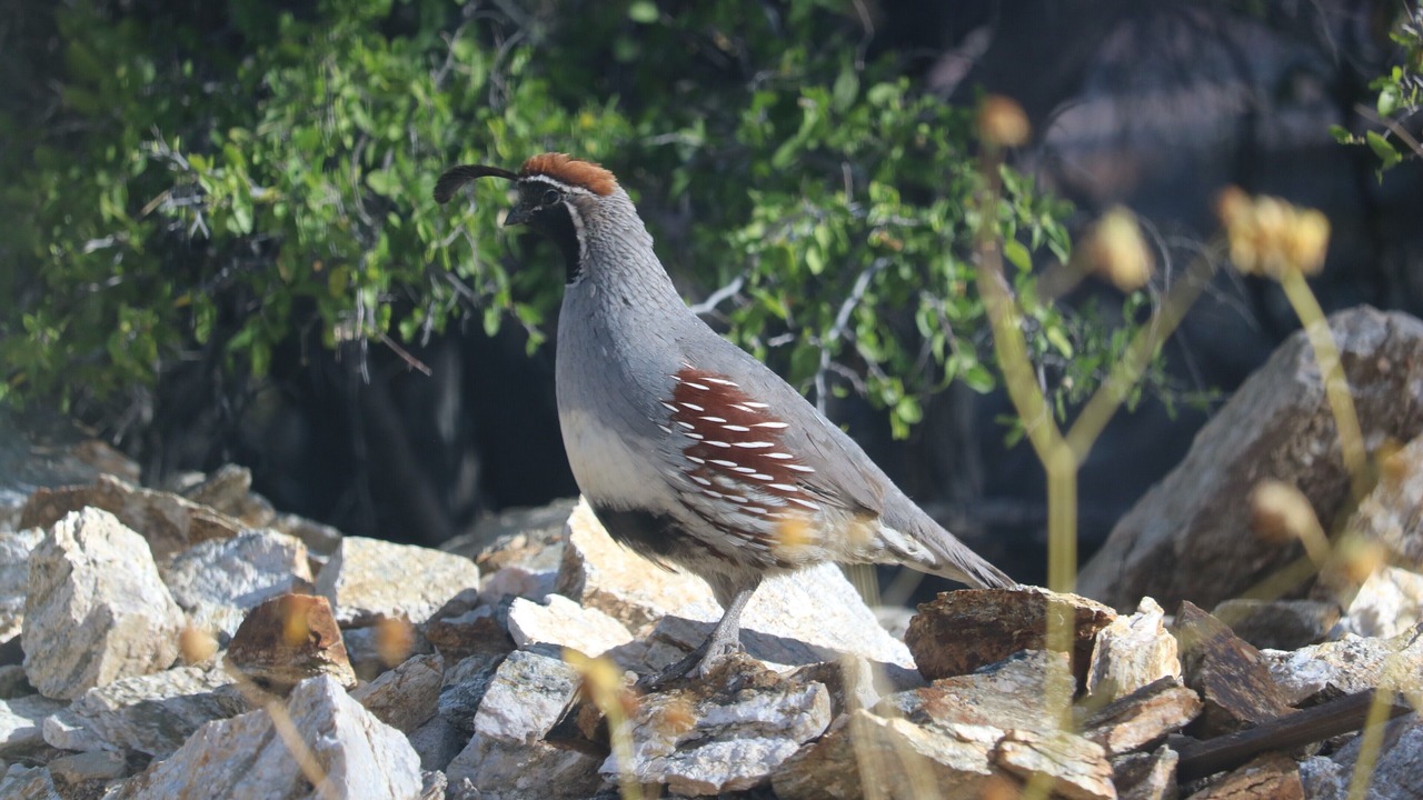 Photo of Others in Milagrosa Hills