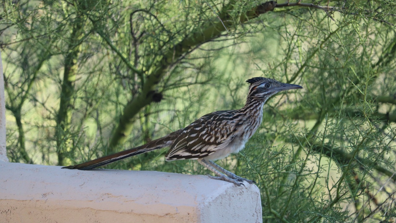 Photo of Others in Milagrosa Hills