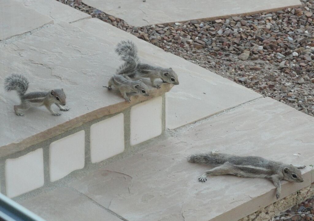 Photo of Others in Milagrosa Hills