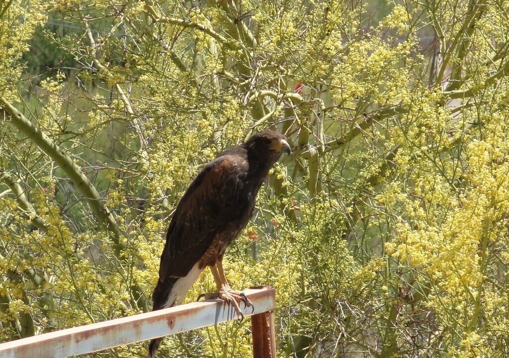Photo of Others in Milagrosa Hills