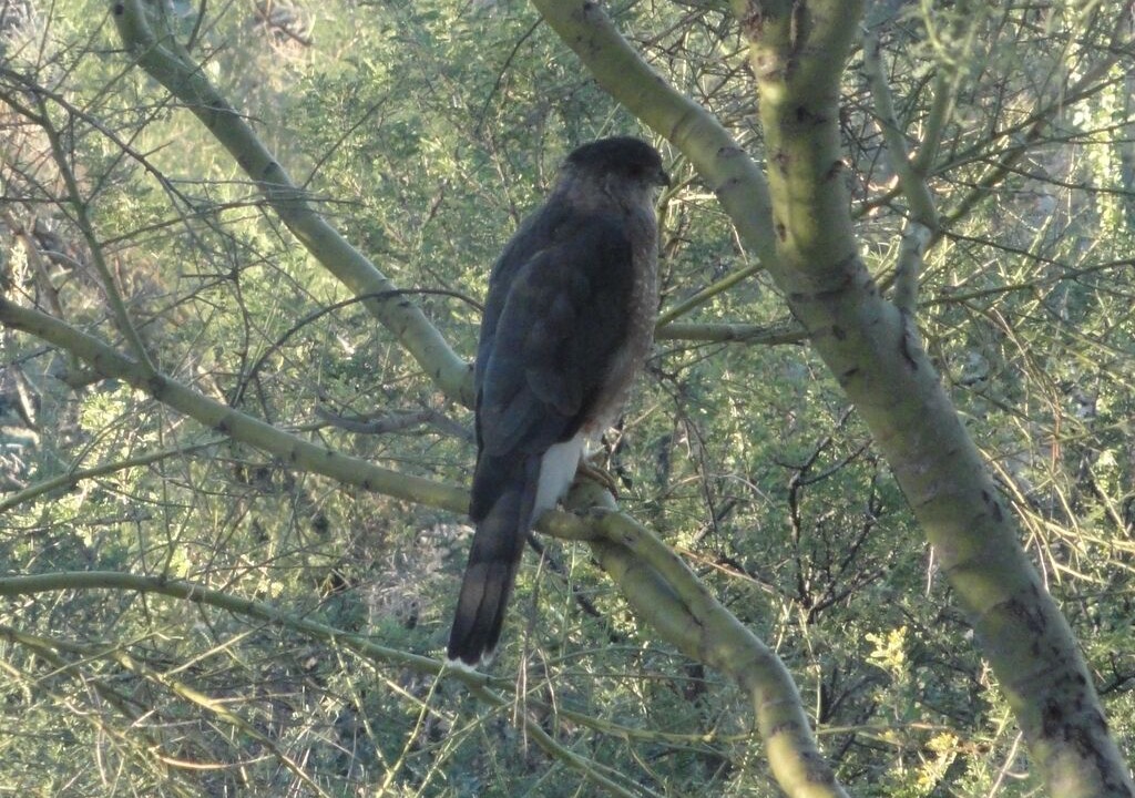 Photo of Others in Milagrosa Hills