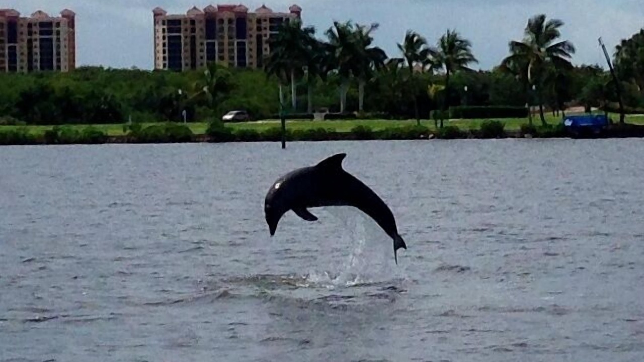 Photo of Others in Pelican