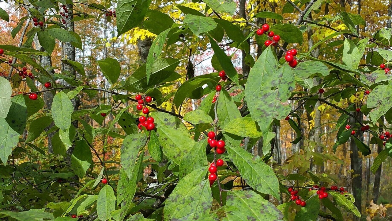 Photo of Outdoor in Finlayson