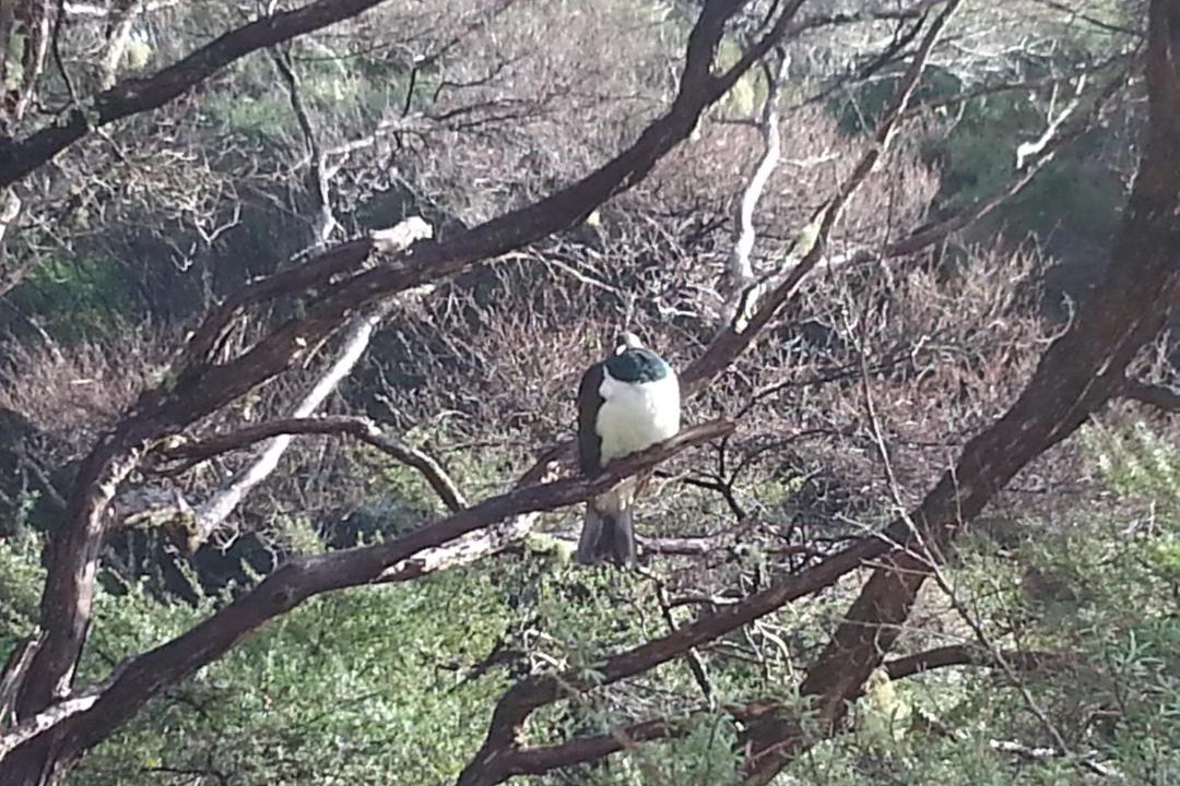 Photo of Others in Oneroa