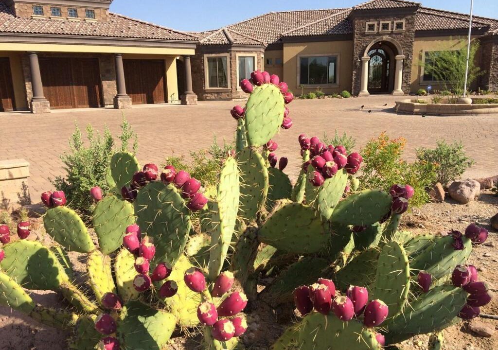 Photo of Others in Apache Junction
