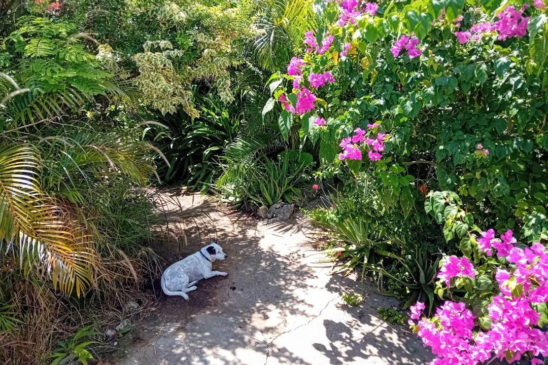 Photo of Outdoor in Ragged Point