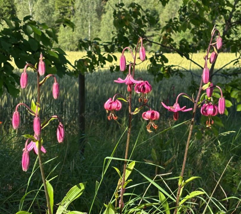 Photo of Outdoor in Vimmerby