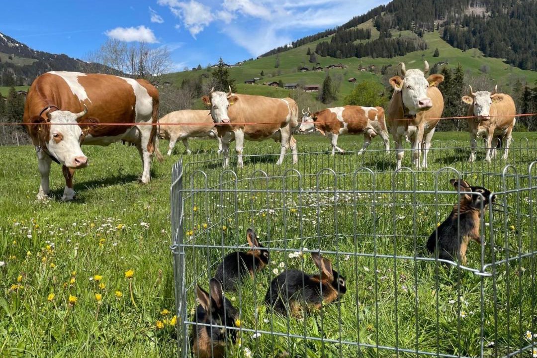 Photo of Others in Saanenmöser