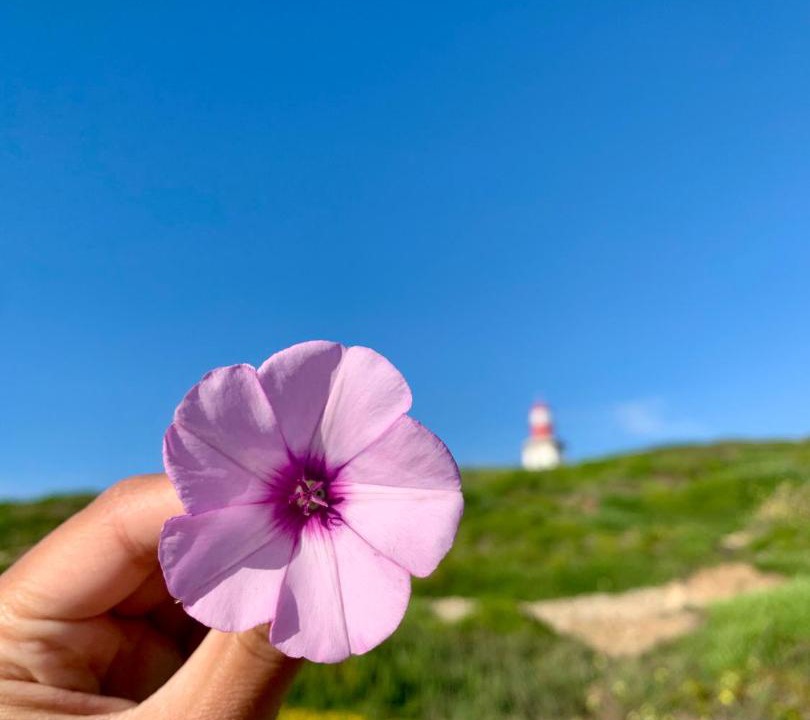 Photo of Others in Fonte de Sesimbra