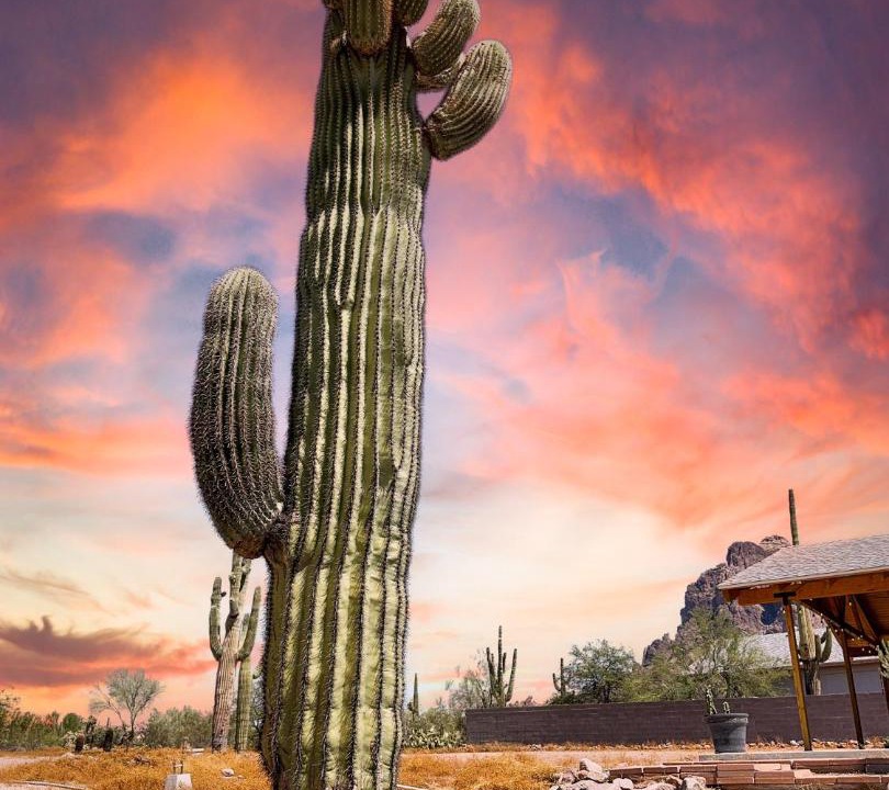 Photo of Others in Apache Junction