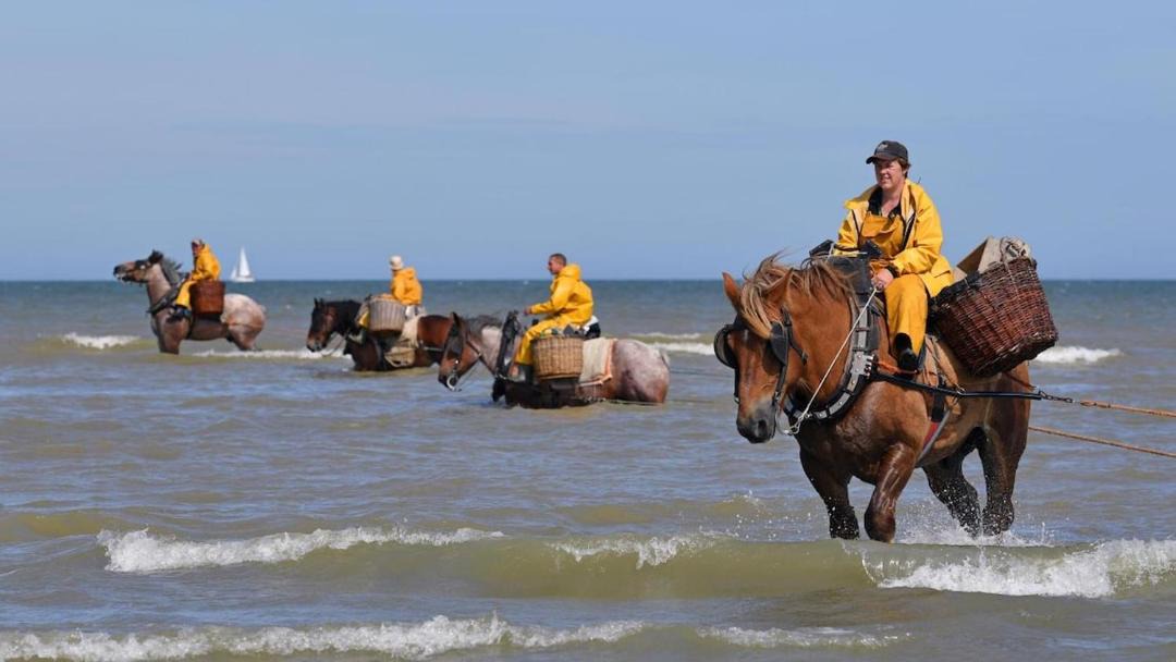 Photo of Human In Picture in Oostduinkerke-Bad