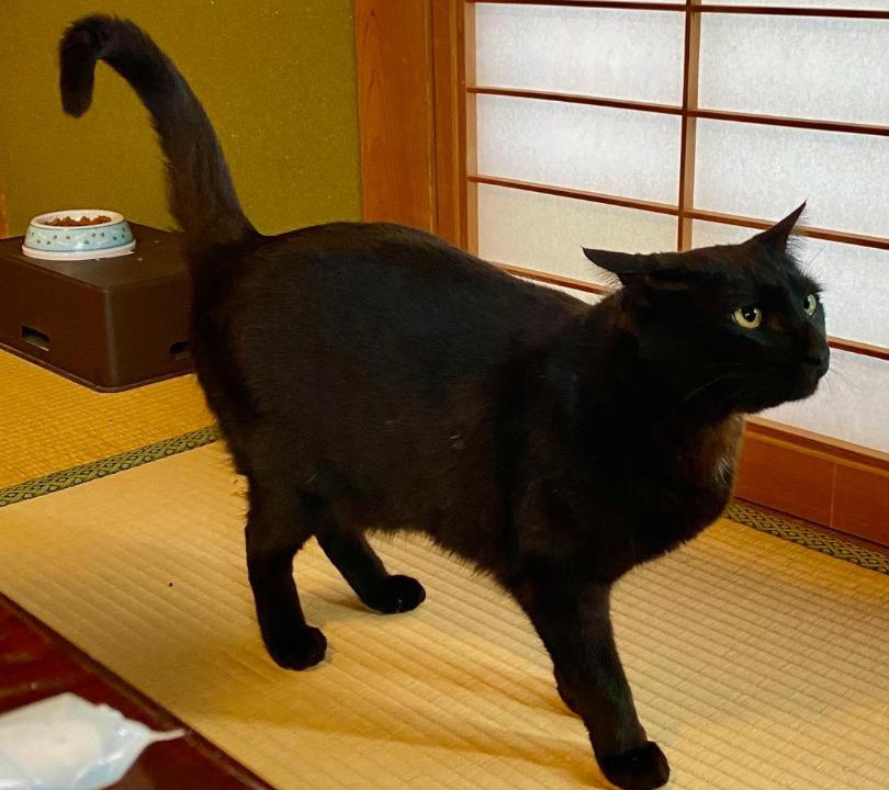 Photo of Others in Hata-gun