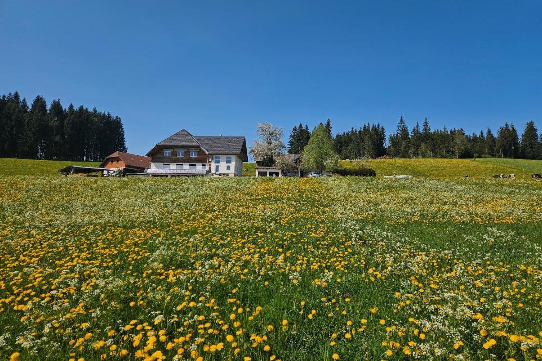 Photo of Others in Titisee-Neustadt
