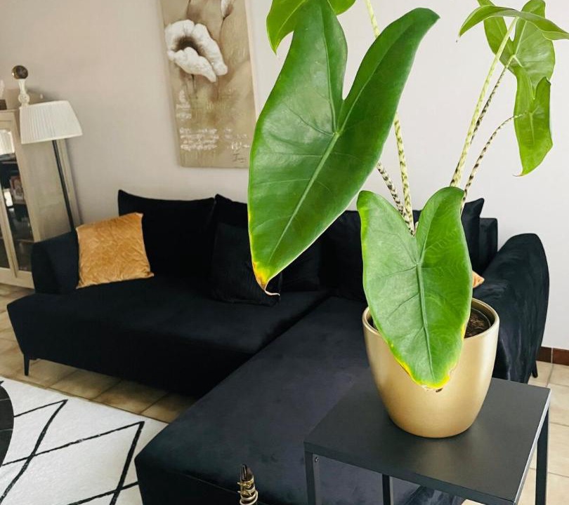 Photo of Livingroom in Wevelgem