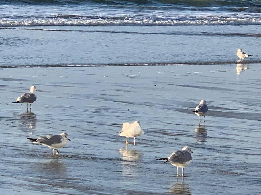 Photo of Others in Crescent Beach