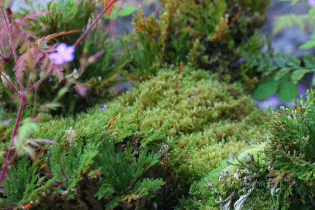 Photo of Outdoor in Ena