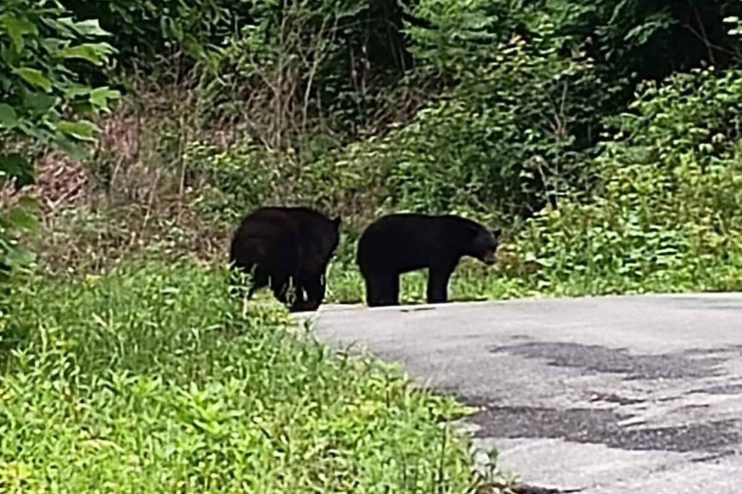 Photo of Others in Chalet Village North