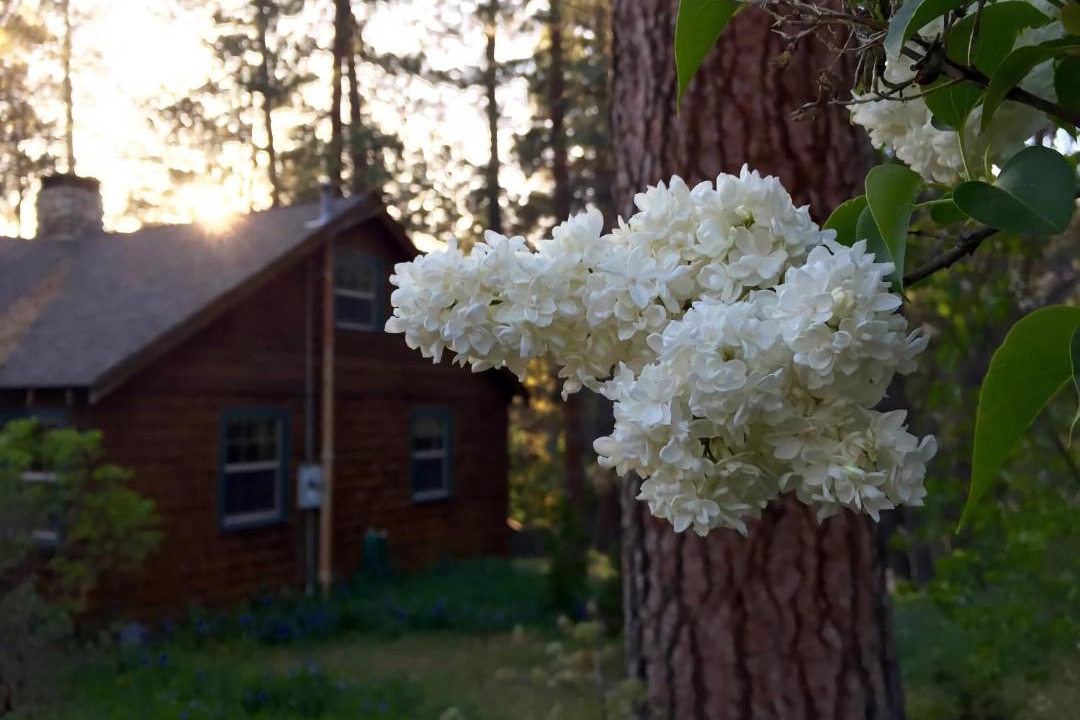 Photo of Others in Idyllwild
