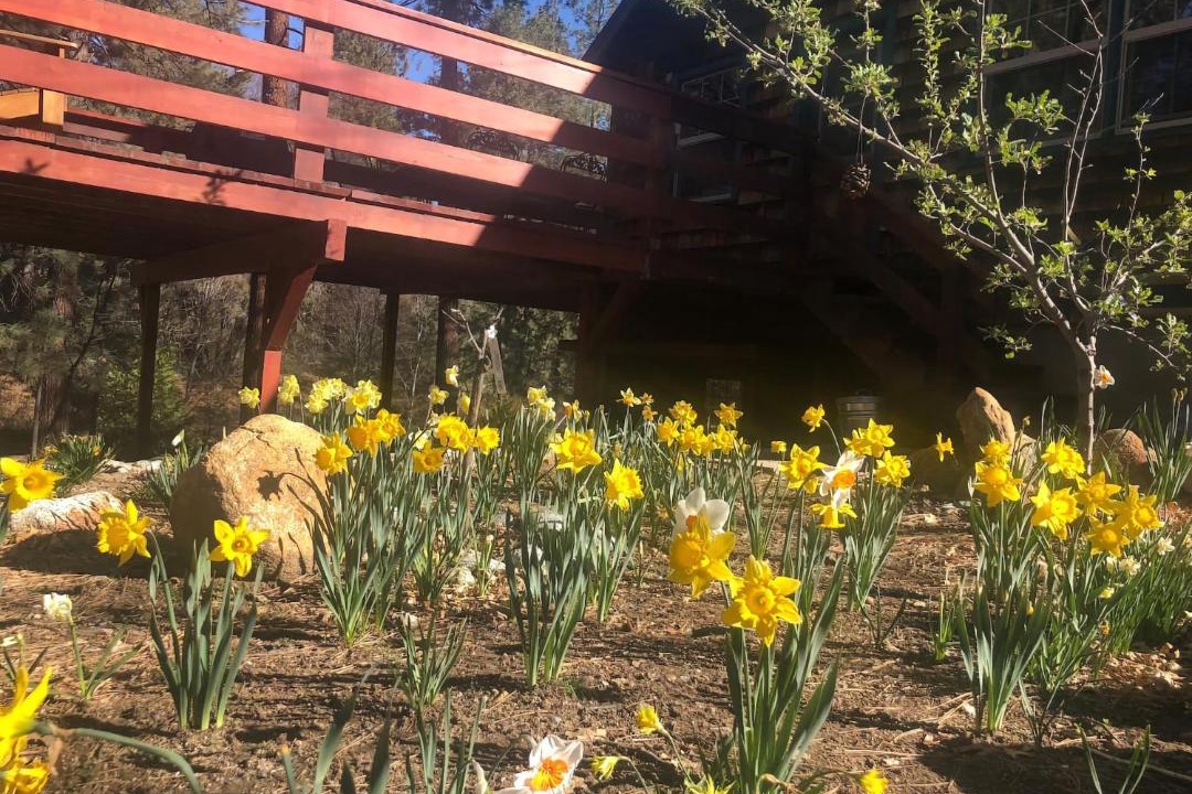 Photo of Others in Idyllwild