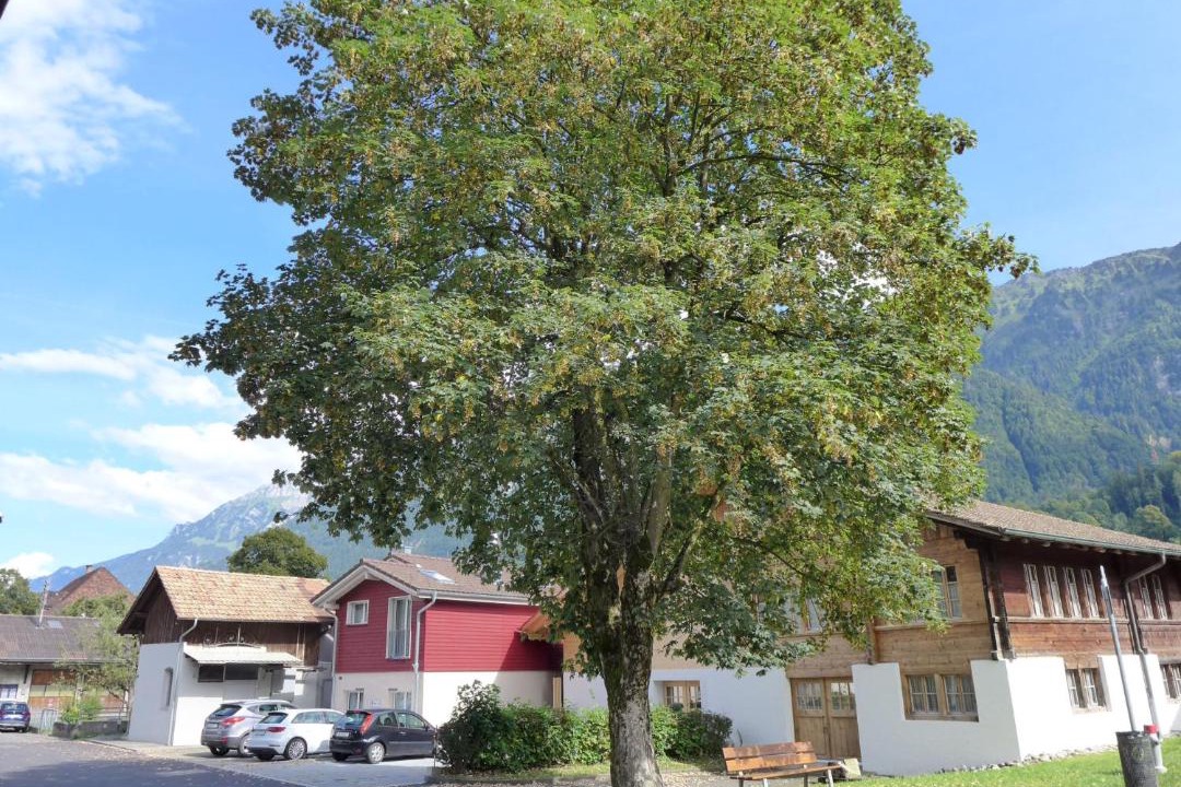 Photo of Buildings in Boenigen