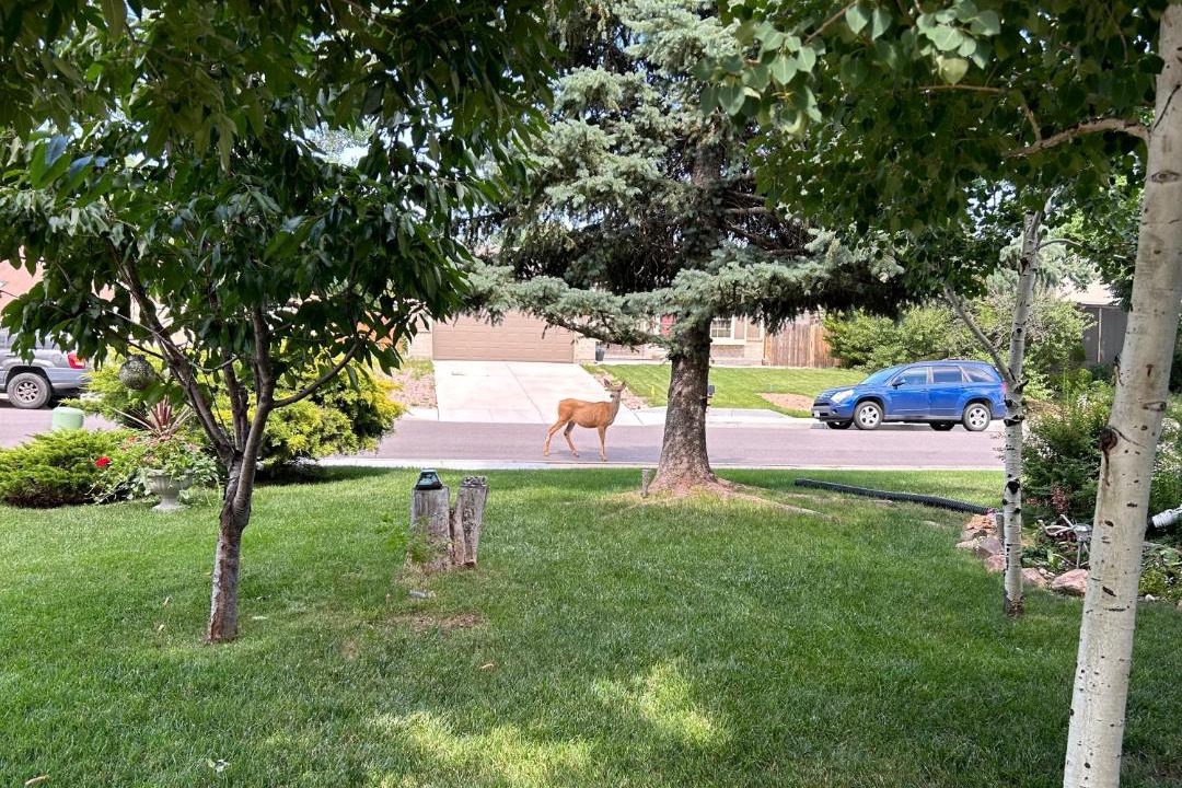 Photo of Others in Southwest Colorado Springs