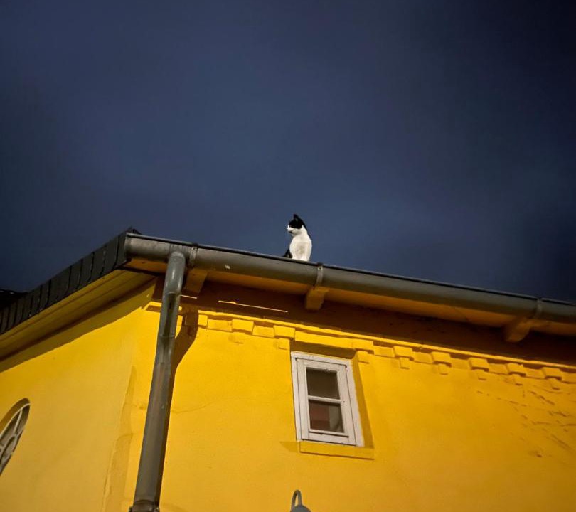 Photo of Others in Loose