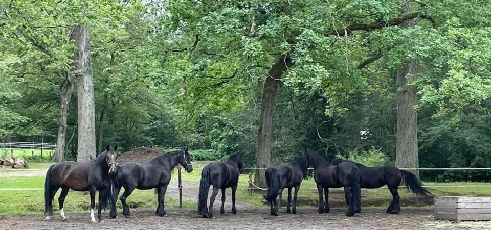 Photo of Others in Zoersel