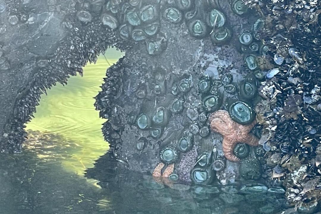 Photo of Others in Ucluelet