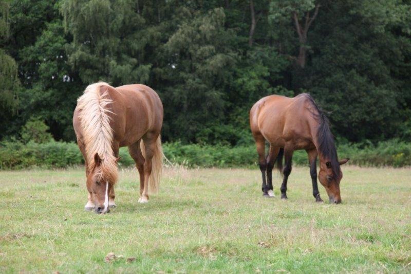 Photo of Others in Meeuwen