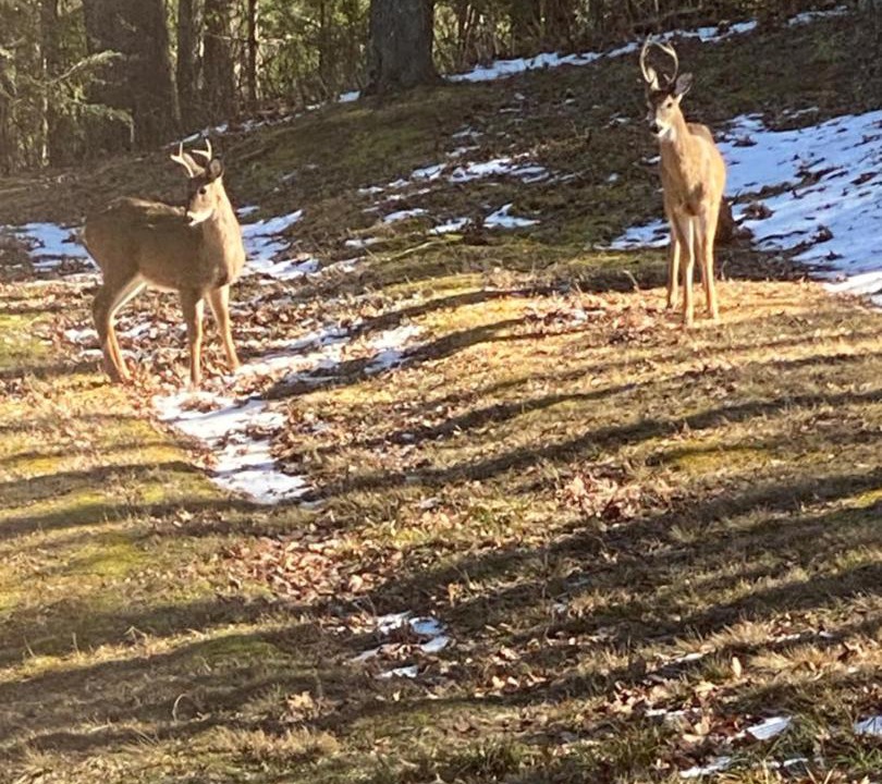 Photo of Others in Flat Top