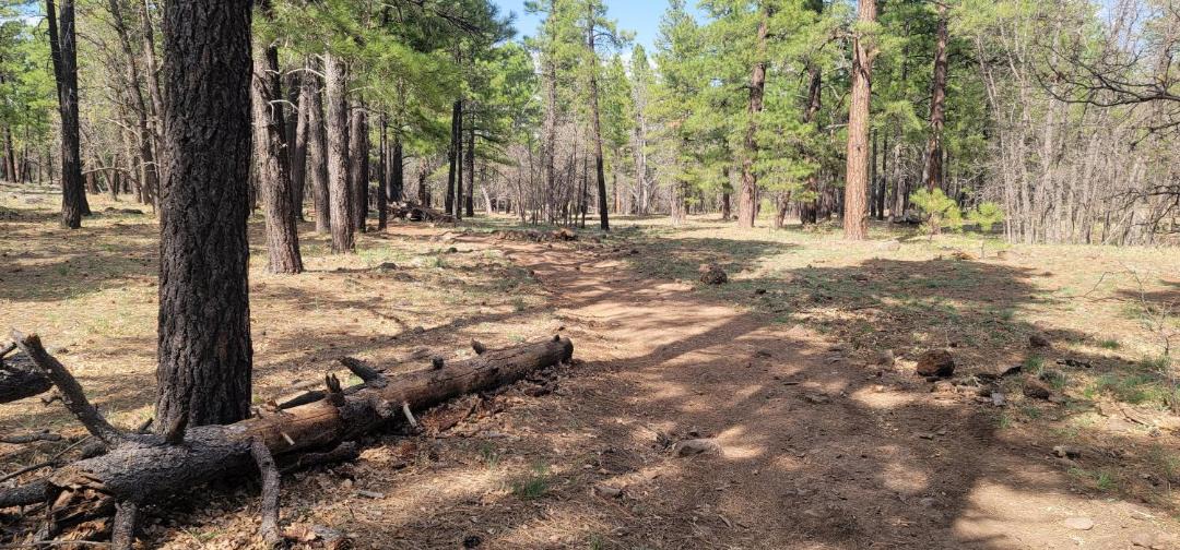 Photo of Outdoor in Munds Park