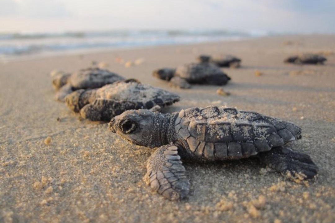 Photo of Others in Corpus Christi