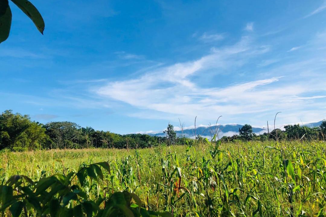 Photo of Outdoor in Sierpe