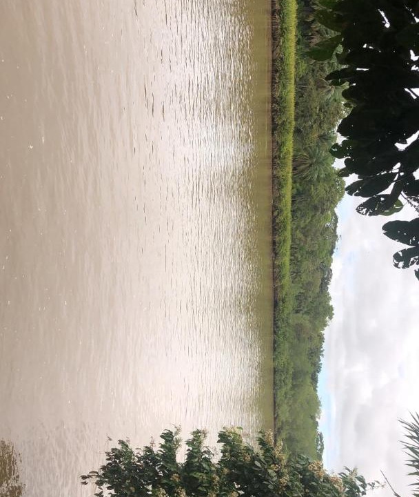 Photo of Outdoor in Sierpe