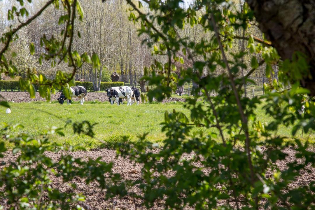 Photo of Others in Hooglede