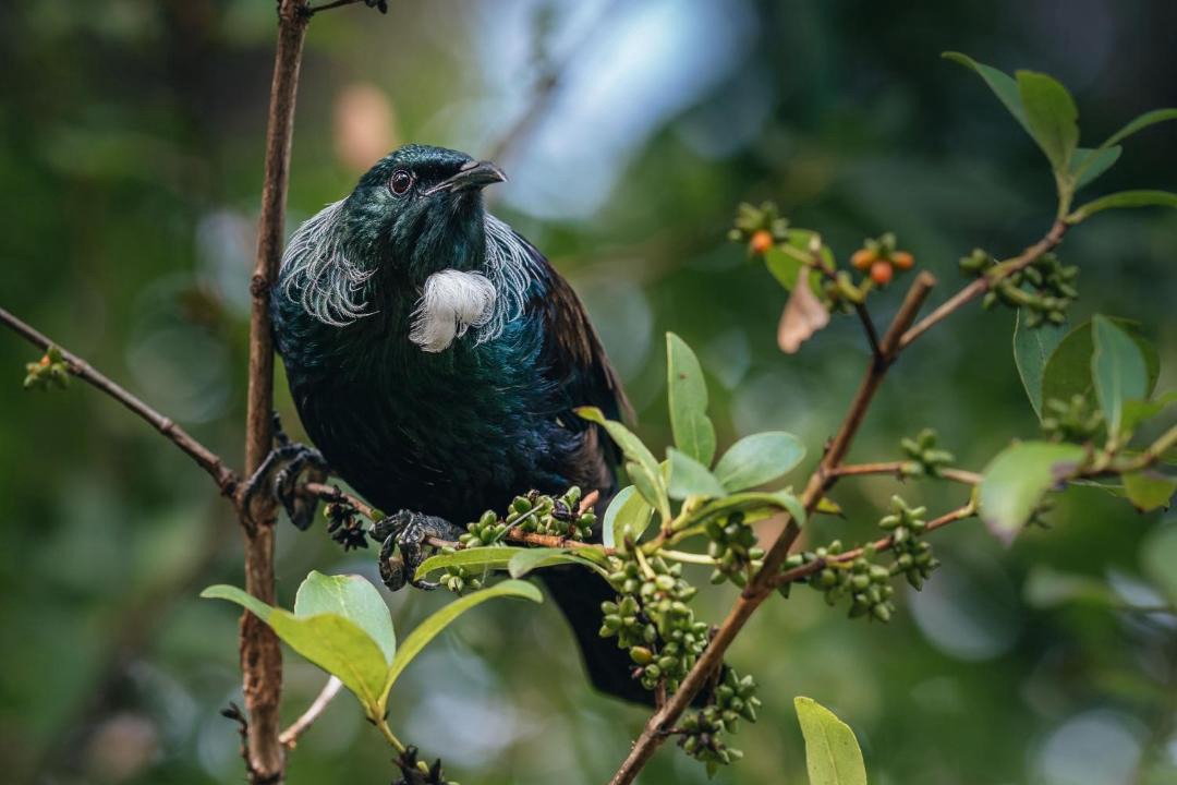 Photo of Others in Onetangi