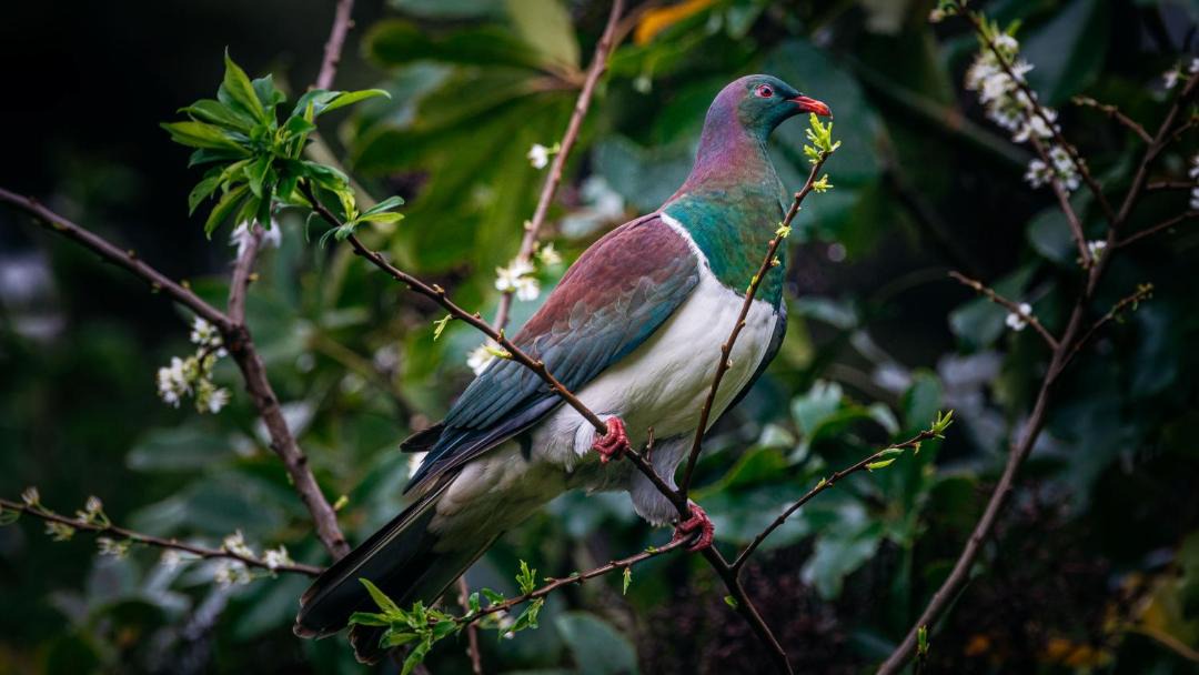 Photo of Others in Onetangi